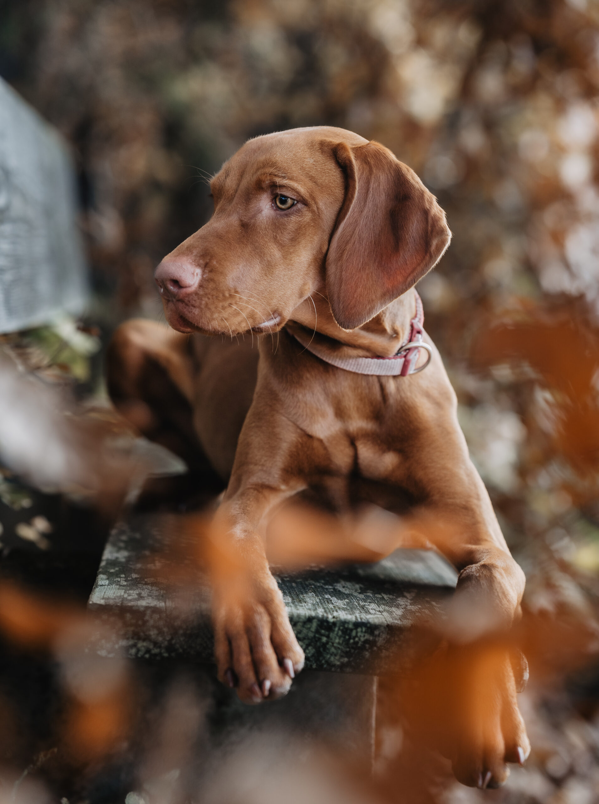 Hundefotografie in Forchheim – natürlicher Moment im Herbst